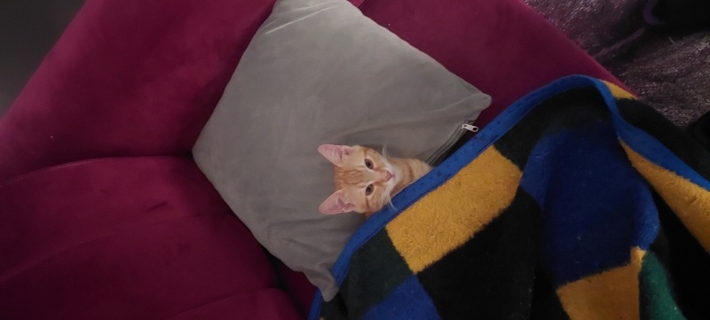 Sarman, Kedi  Tarçın fotoğrafı