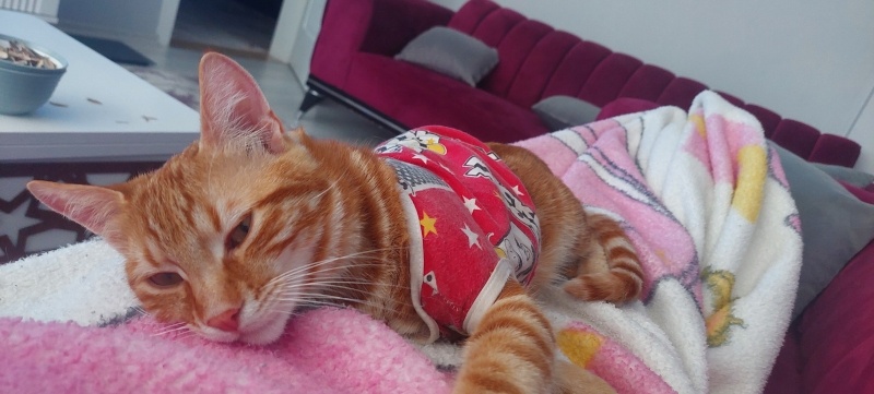 Sarman, Kedi  Tarçın fotoğrafı