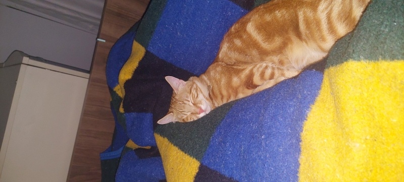 Sarman, Kedi  Tarçın fotoğrafı