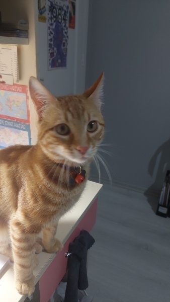 Sarman, Kedi  Tarçın fotoğrafı