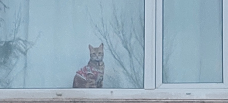 Sarman, Kedi  Tarçın fotoğrafı