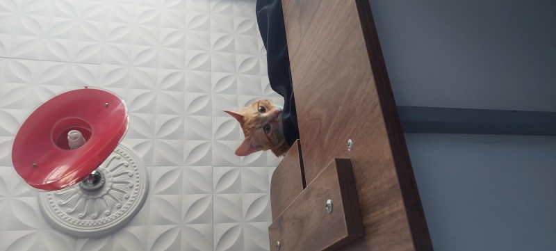 Sarman, Kedi  Tarçın fotoğrafı