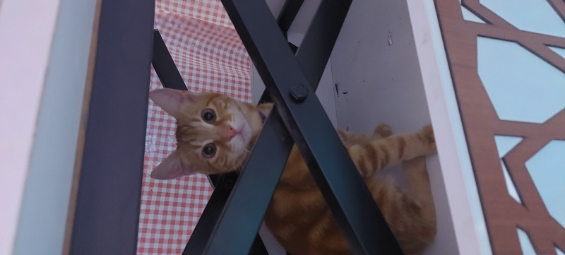 Sarman, Kedi  Tarçın fotoğrafı