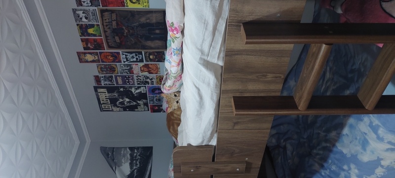 Sarman, Kedi  Tarçın fotoğrafı