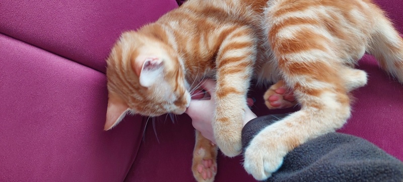 Sarman, Kedi  Tarçın fotoğrafı