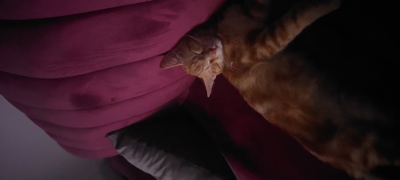 Sarman, Kedi  Tarçın fotoğrafı