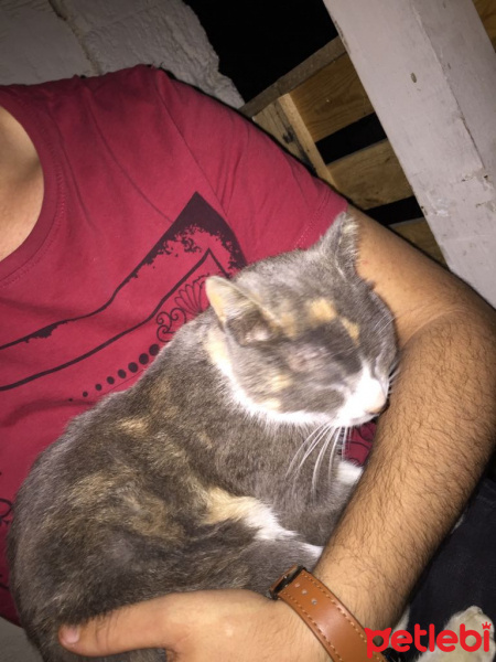Tekir Kedi, Kedi  Boncuk fotoğrafı