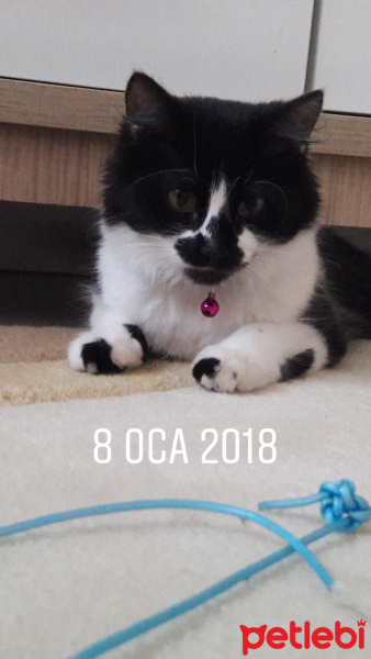 Tekir Kedi, Kedi  Boncuk fotoğrafı