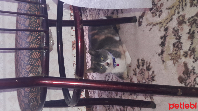 Tekir Kedi, Kedi  Boncuk fotoğrafı