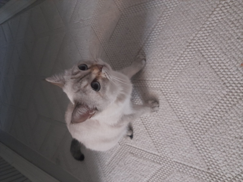 Brazilian Shorthair, Kedi  Köfte fotoğrafı