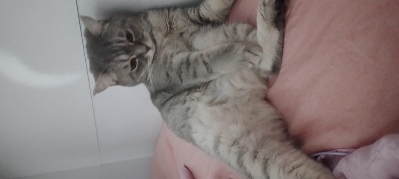 British Shorthair, Kedi  Maya fotoğrafı