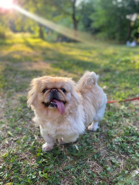 Pekingese, Köpek  Ares fotoğrafı