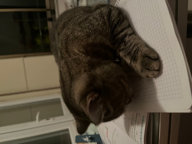 Tekir Kedi, Kedi  Paris fotoğrafı