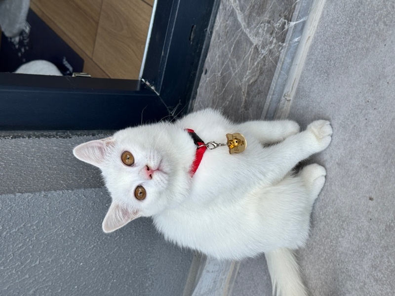 Scottish Fold, Kedi  Bulut fotoğrafı