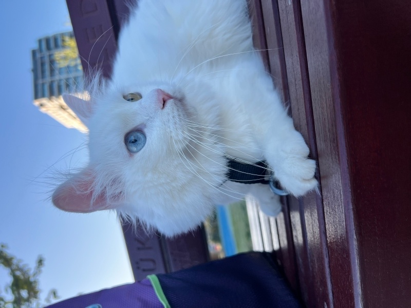 Ankara Kedisi, Kedi  Octavianus Augustus fotoğrafı