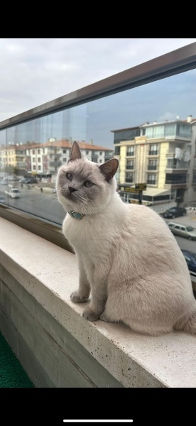 Scottish Fold, Kedi  ayaz fotoğrafı