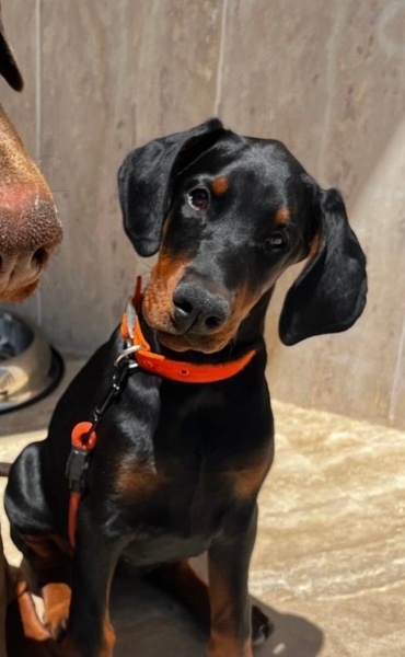 Doberman Pinscher, Köpek  Noir fotoğrafı