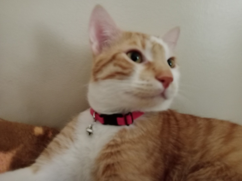 Sarman, Kedi  Tarçın fotoğrafı