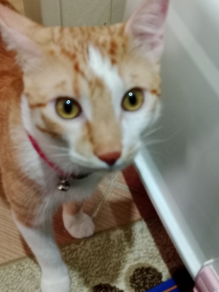 Sarman, Kedi  Tarçın fotoğrafı