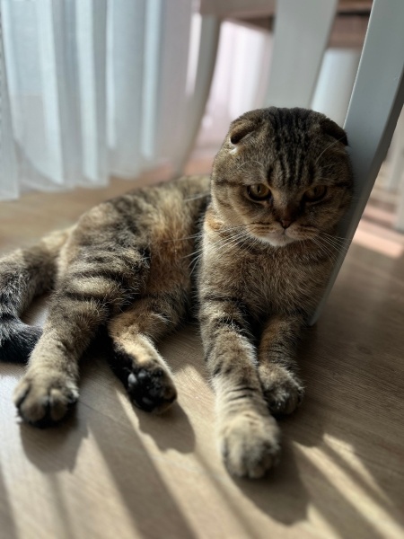 Scottish Fold, Kedi  Kaju fotoğrafı