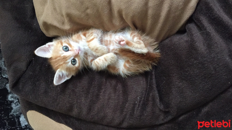 Tekir Kedi, Kedi  Haydut (Haydo) fotoğrafı