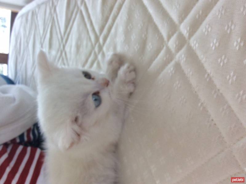 British Shorthair, Kedi  Ponpon fotoğrafı