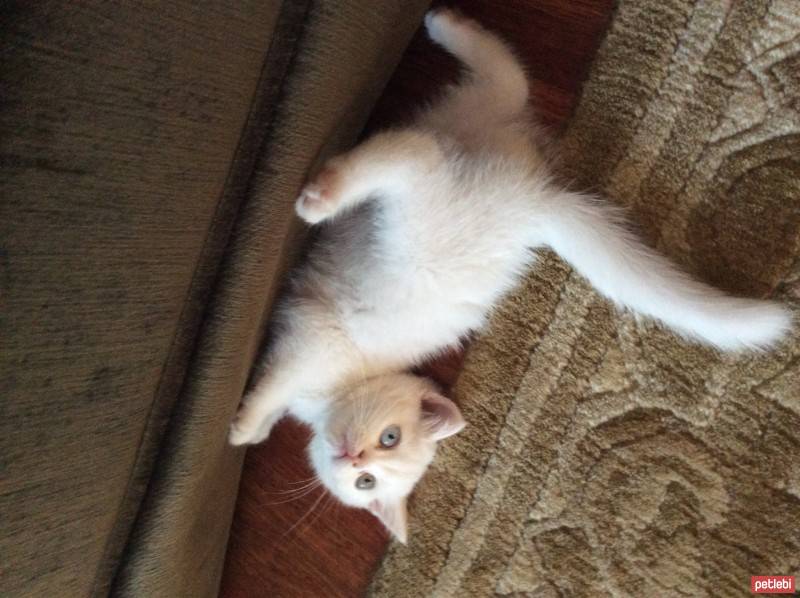 British Shorthair, Kedi  Ponpon fotoğrafı