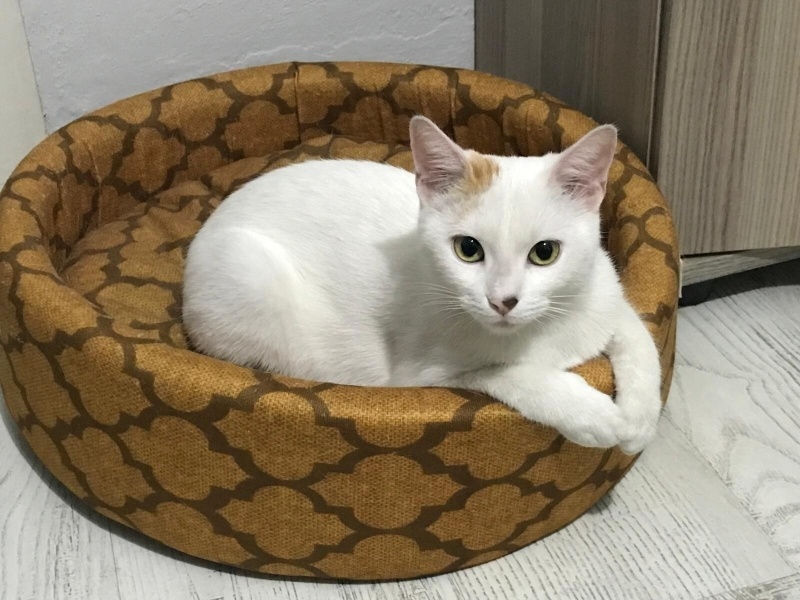 Tekir Kedi, Kedi  Pamuk fotoğrafı