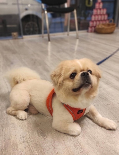 Pekingese, Köpek  lucky fotoğrafı