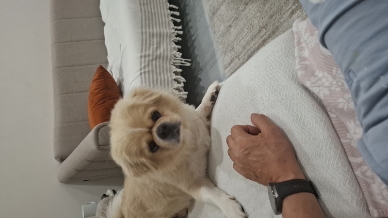 Pekingese, Köpek  lucky fotoğrafı