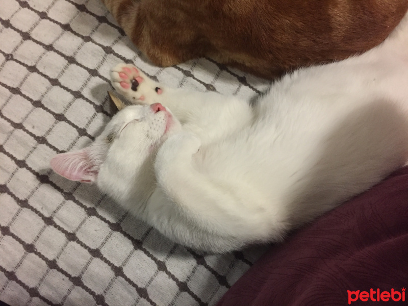 Tekir Kedi, Kedi  Çakıl fotoğrafı