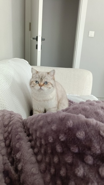 British Shorthair, Kedi  Zeus fotoğrafı