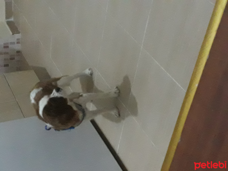 Cavalier King Charles Spanieli, Köpek  Sütlaç  fotoğrafı