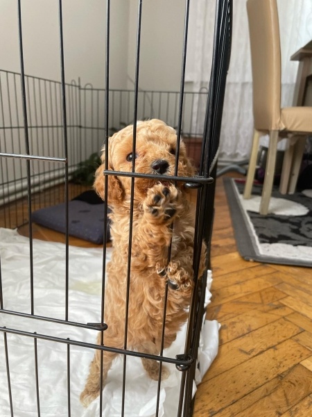 Poodle(Standart Kaniş), Köpek  Cookie fotoğrafı