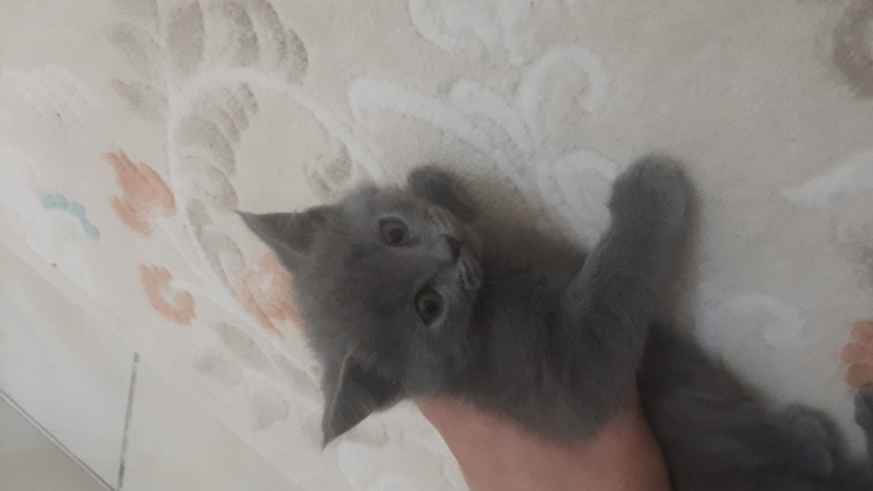 British Shorthair, Kedi  Minik yavrularimiz fotoğrafı