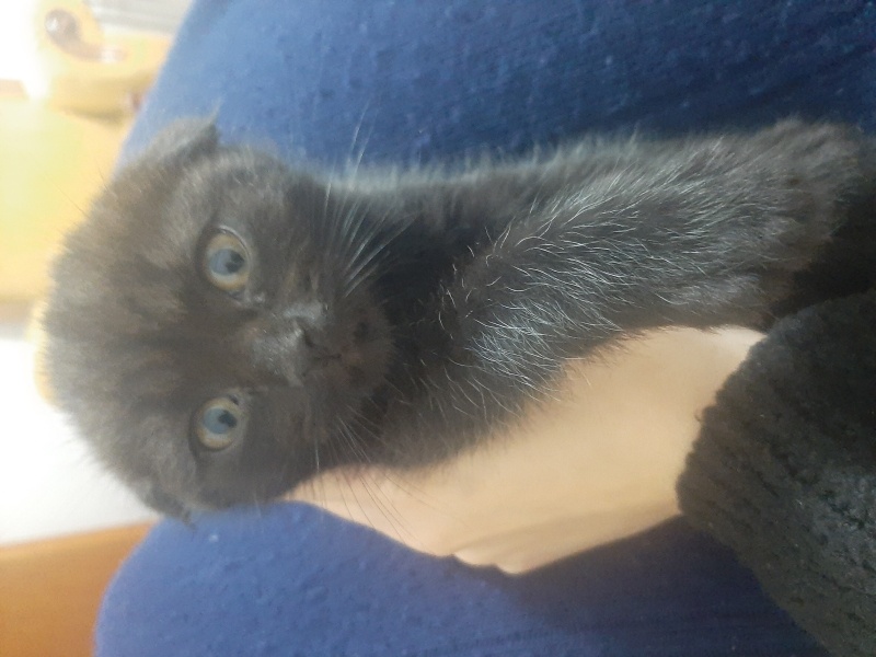 British Shorthair, Kedi  Minik yavrularimiz fotoğrafı