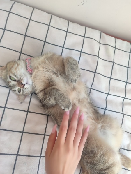 Tekir Kedi, Kedi  Mila'm ♡ fotoğrafı