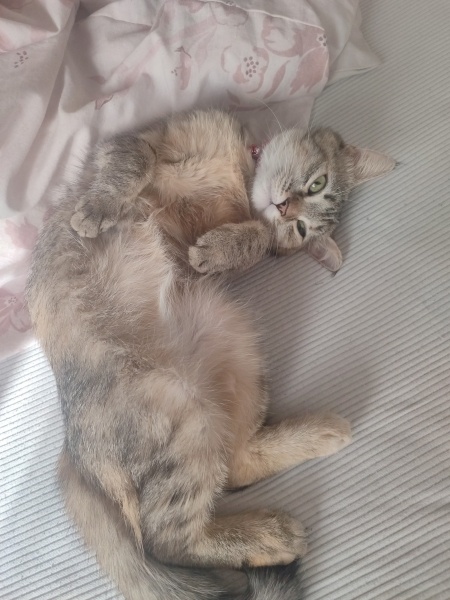 Tekir Kedi, Kedi  Mila'm ♡ fotoğrafı