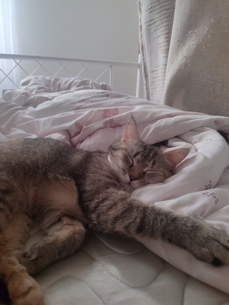 Tekir Kedi, Kedi  Mila'm ♡ fotoğrafı
