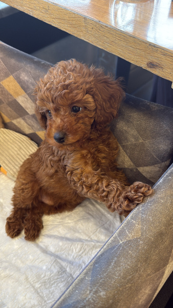Poodle (Minyatür Kaniş), Köpek  Venüs fotoğrafı