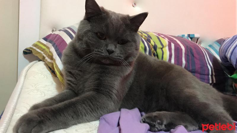 British Shorthair, Kedi  Mars fotoğrafı