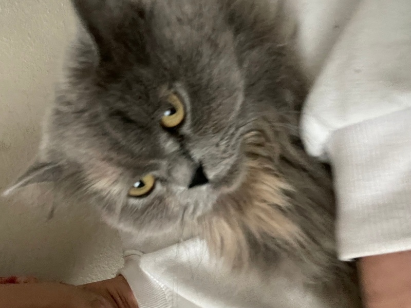 Scottish Fold, Kedi  Lucy fotoğrafı
