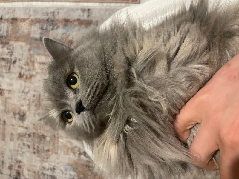 Scottish Fold, Kedi  Lucy fotoğrafı