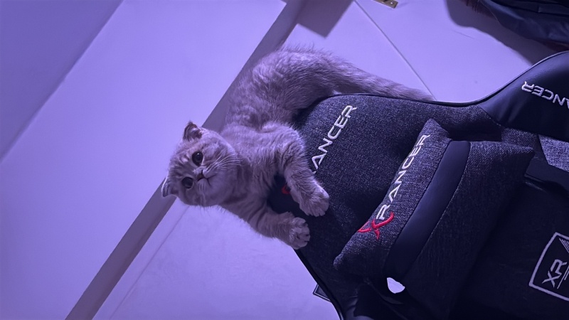 Scottish Fold, Kedi  Muffin fotoğrafı