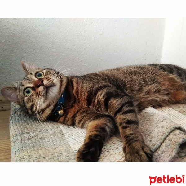 Bengal, Kedi  gürbüz fotoğrafı