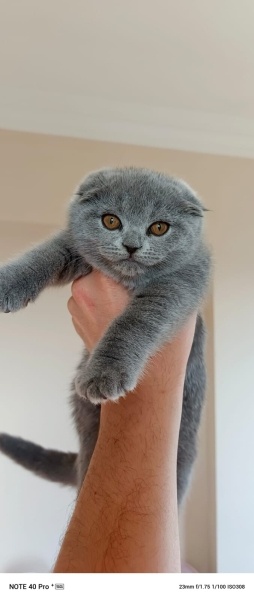 British Shorthair, Kedi  KOYUN DA GÜZEL BİR İSMİM OLSUN fotoğrafı