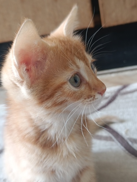 Sarman, Kedi  Güneş fotoğrafı