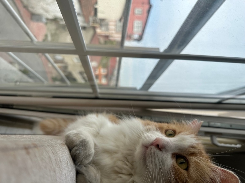 Sarman, Kedi  Kavun fotoğrafı