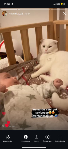 Scottish Fold, Kedi  Poli fotoğrafı