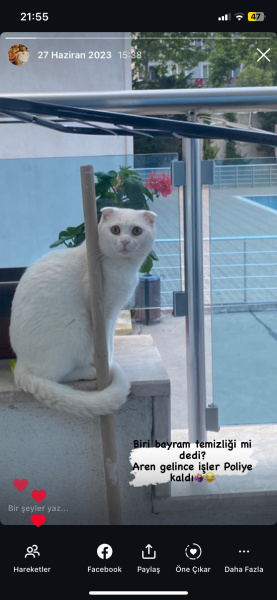 Scottish Fold, Kedi  Poli fotoğrafı